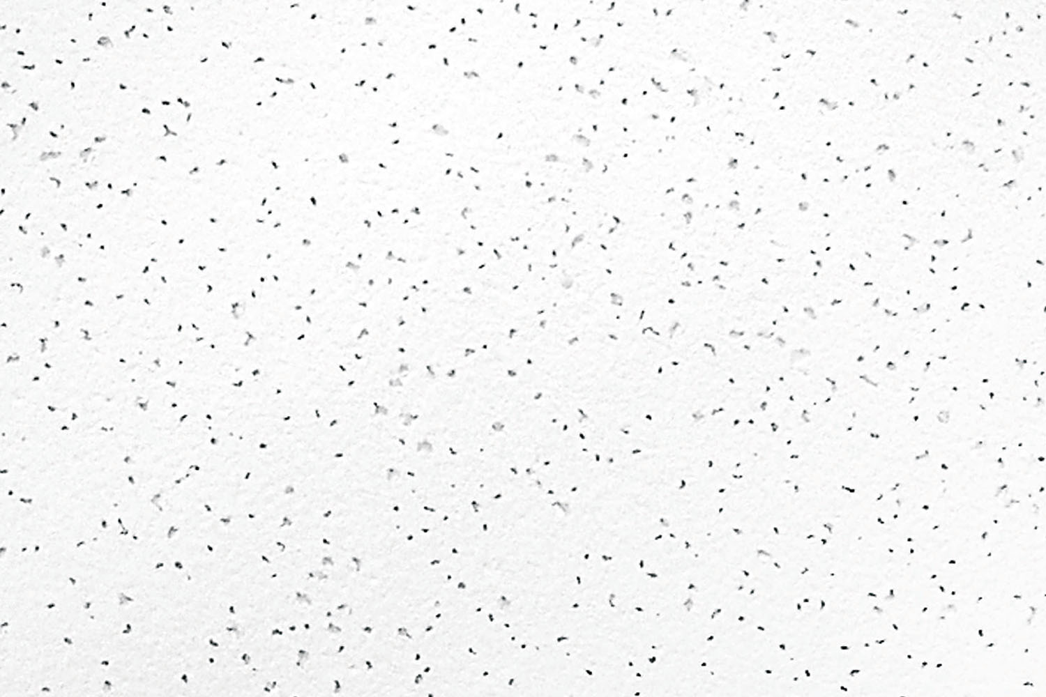 Favia Acoustical Ceiling